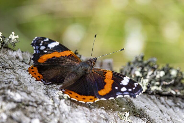 Vlinder met oranje en zwarte vleugels op boomstam, omgeven door mos en een groene achtergrond.