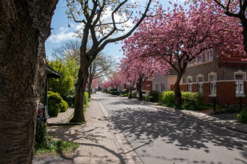 Straat met bloeiende kersenbloesems; zonlicht en schaduwen op trottoir en rijbaan.