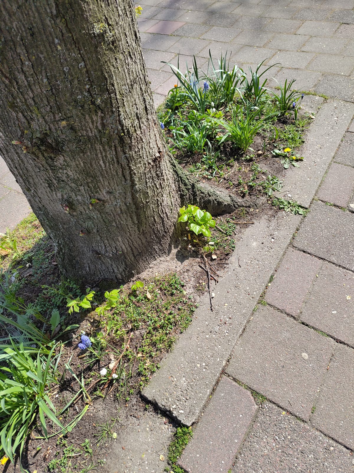 Boomstam naast stoep met kleine planten en bloemen in de berm.