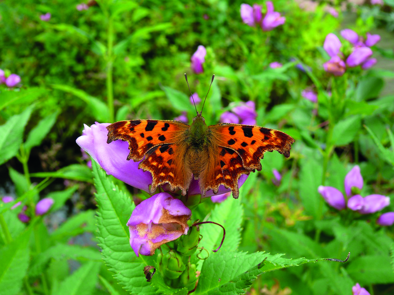 Oranje vlinder met zwarte vlekken rust op een paarse bloem in een groene tuinomgeving.