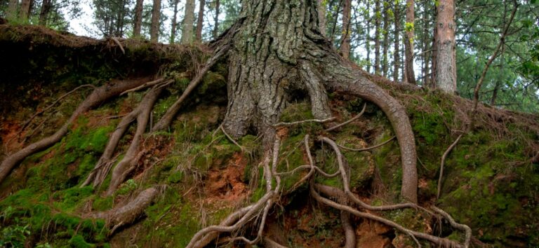 Boom met wortels die boven de grond groeien, omgeven door mos in een bosrijke omgeving.