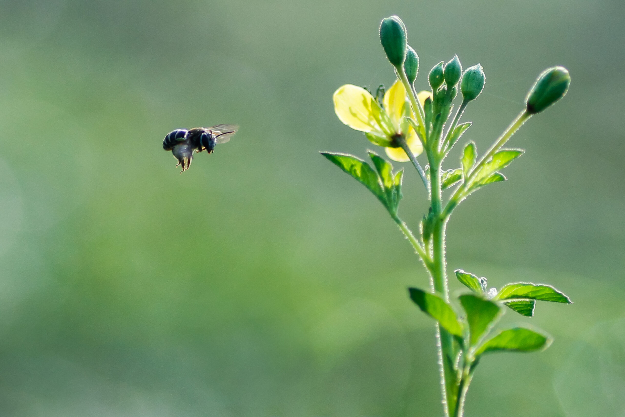 Bij een gele bloem zweeft een bij tegen een wazige groene achtergrond.