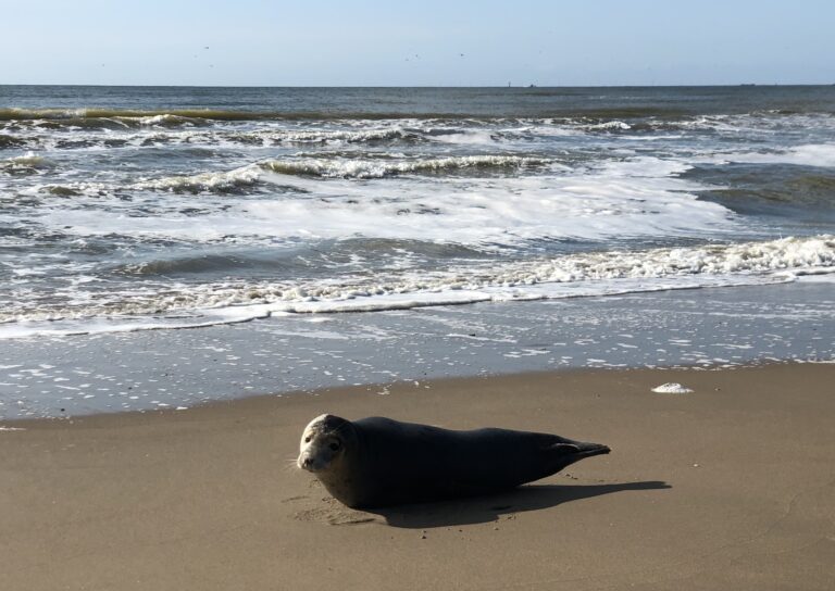 kan een zeehond blaffen?