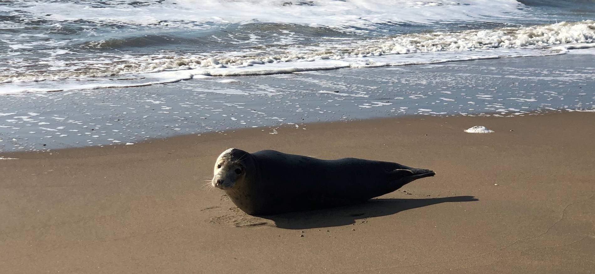 Zeehond op het strand