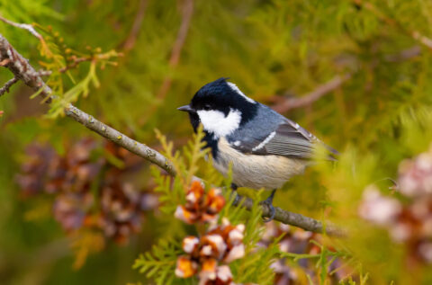 Wist je dat vogels kunnen ruiken?