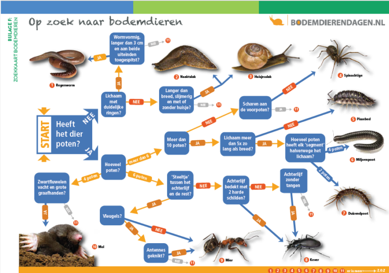 Zoekkaart met stappen om verschillende bodemdieren te identificeren, inclusief regenworm en spin.