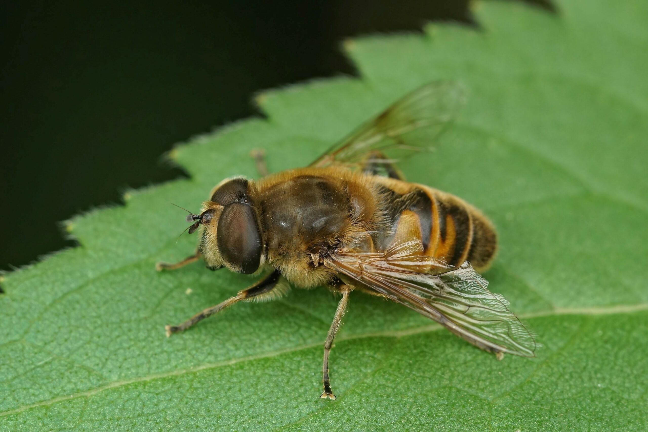 Close-up van een honingbij op een groen blad.