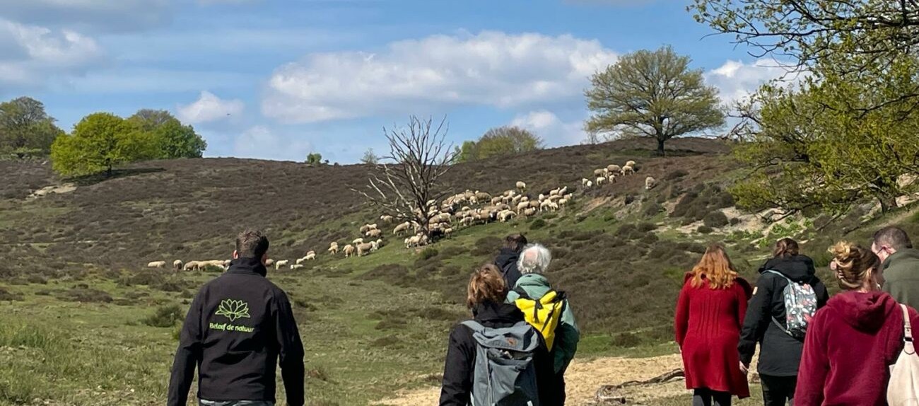 Wandelaars volgen een kudde schapen op een heideveld met bomen en blauwe lucht.