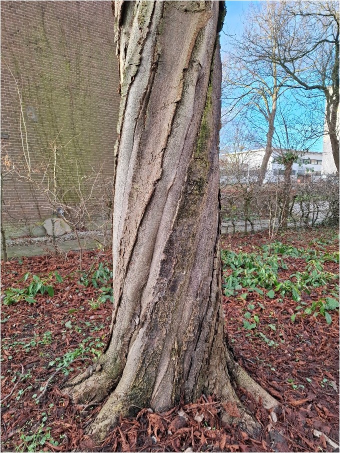 Boomstam met gedraaide bast in herfstlandschap; muur en kale bomen op achtergrond.