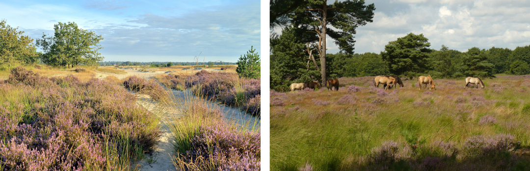 foto van nationaal park bij nieuwsartikel over bezuinigingen die van tafel zijn