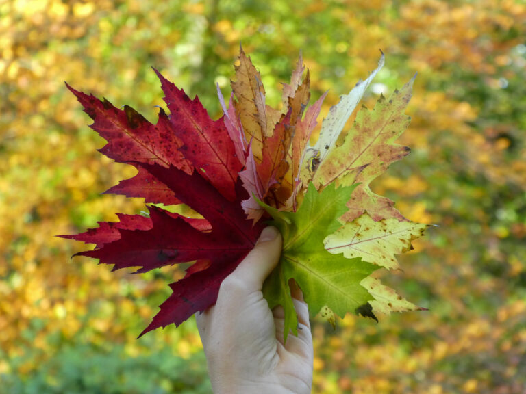 Hand houdt gekleurde herfstbladeren vast, met onscherpe geelgroene achtergrond.