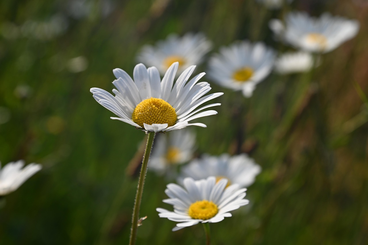 Witte margriet met gele kern in een groene weide, omringd door onscherpe bloemen.