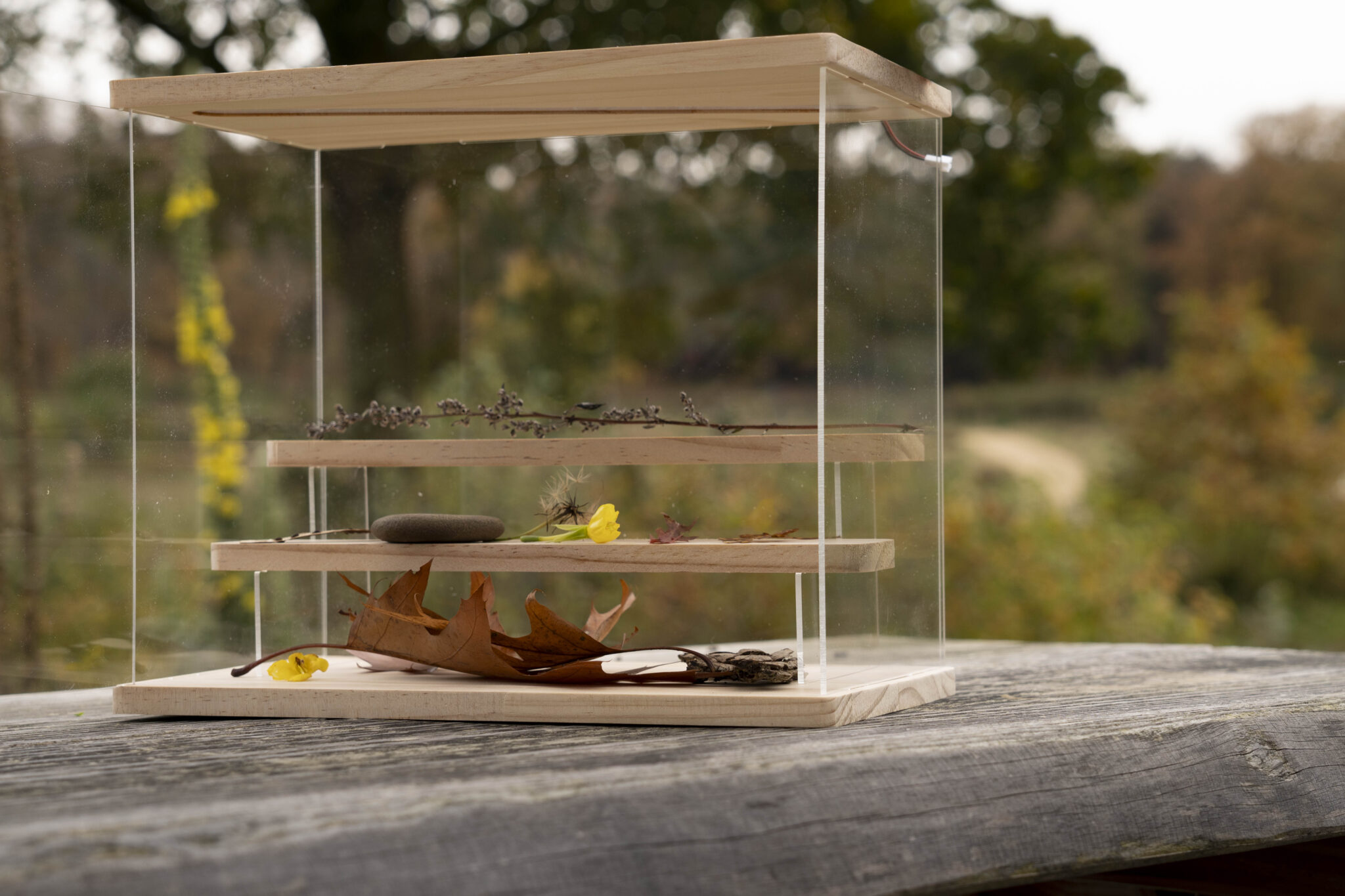 Een glazen displaykast met bladeren en bloemen, geplaatst op een houten tafel in een bosrijke omgeving.