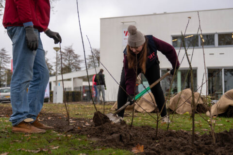 heggen planten calveen
