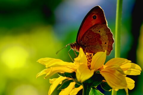 Bruine vlinder op gele bloem tegen wazige groene achtergrond.