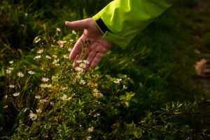 Een hand in een groene jas raakt witte wilde bloemen aan in zonlicht.