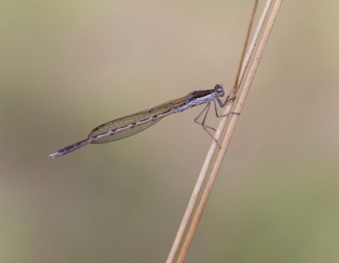 Libelle zit op een dunne stengel tegen een rustige, wazige achtergrond.