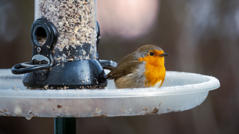 Roodborstje naast een gevuld vogelvoederhuis in de sneeuw.