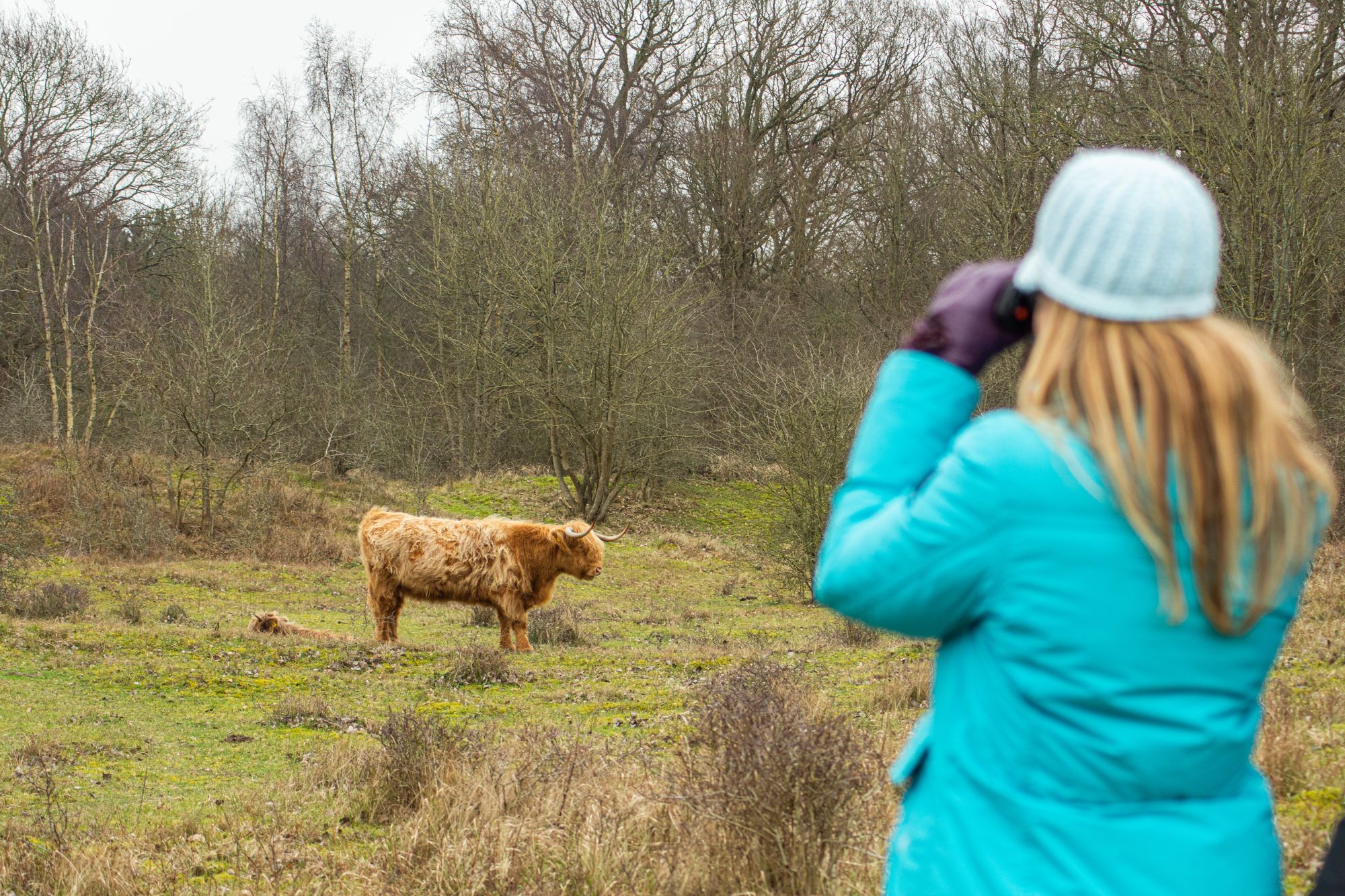 Een vrouw kijkt naar een Schotse hooglander in een winterse bosomgeving.