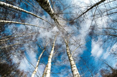 Kale berkenbomen van onder gezien tegen blauwe lucht met wolken.
