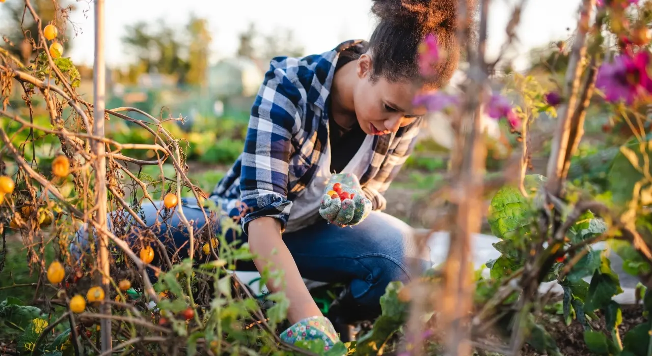 Vrouw oogst tomaten in een tuin, gehurkt tussen groene planten en bloemen.