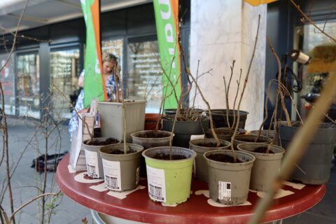 Potten met jonge bomen op een tafel, omgeven door winkelramen en een persoon op de achtergrond.