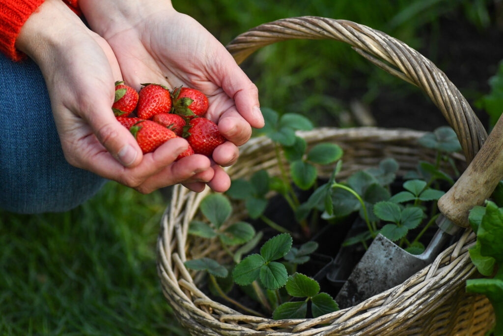 Handen met aardbeien boven een mand met planten en een tuinschepje in een tuin.