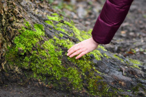 Hand raakt met mos bedekte boomstam aan, gekleed in een paarse jas.