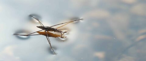 Waterspin loopt over wateroppervlak met reflectie.