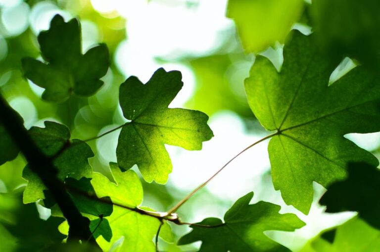 Groene esdoornbladeren verlicht door zonlicht, met onscherpe achtergrond.
