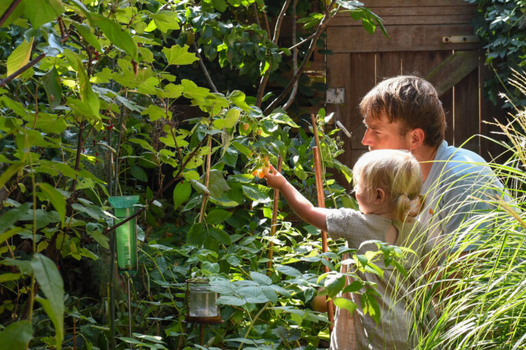 Vader en kind plukken bessen in een groene, zonovergoten tuin.