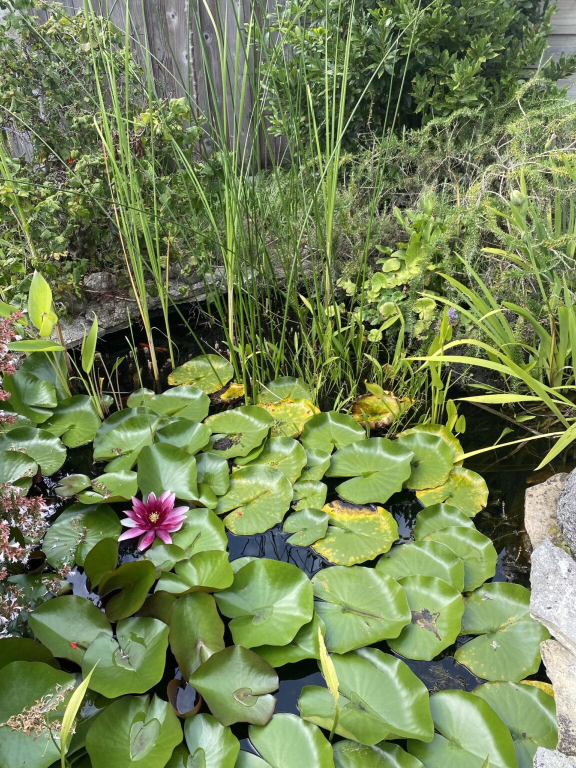 Waterlelies en groene planten bedekken een vijver, met een enkele roze bloem erboven.
