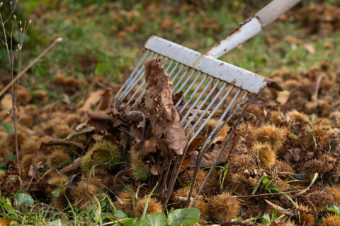 Een hark verzamelt herfstbladeren en kastanjebolsters in het gras.