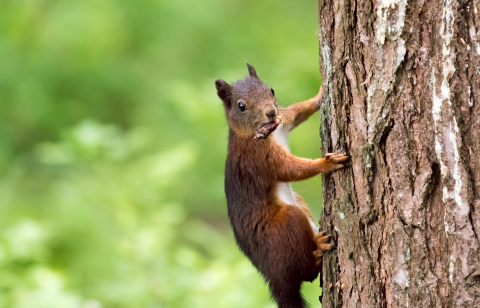 eekhoorn in boom natuur