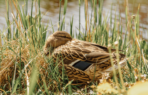 Eend rustend in gras aan de waterkant, omringd door planten en bloemen.