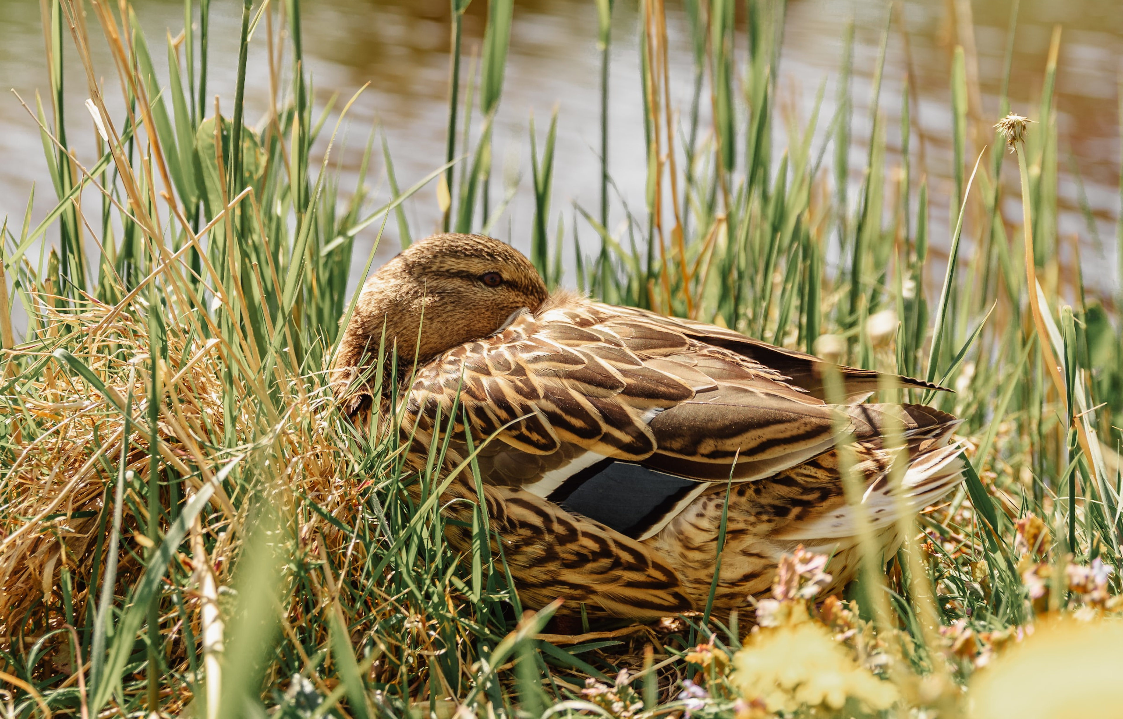 Eend rustend in gras aan de waterkant, omringd door planten en bloemen.