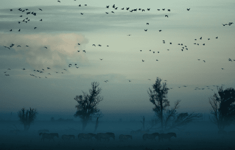 Paarden lopen door mistig landschap met bomen; vogels vliegen erboven in de schemering.