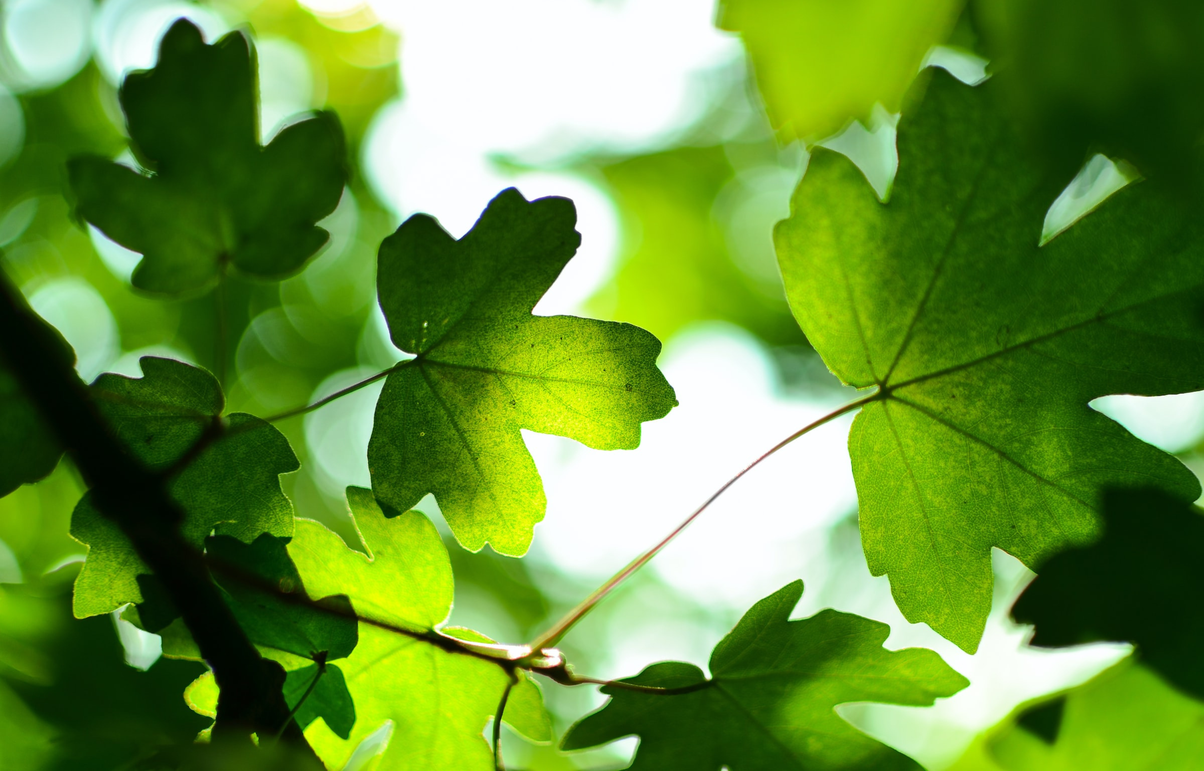 Heldere groene bladeren tegen een zonovergoten achtergrond.