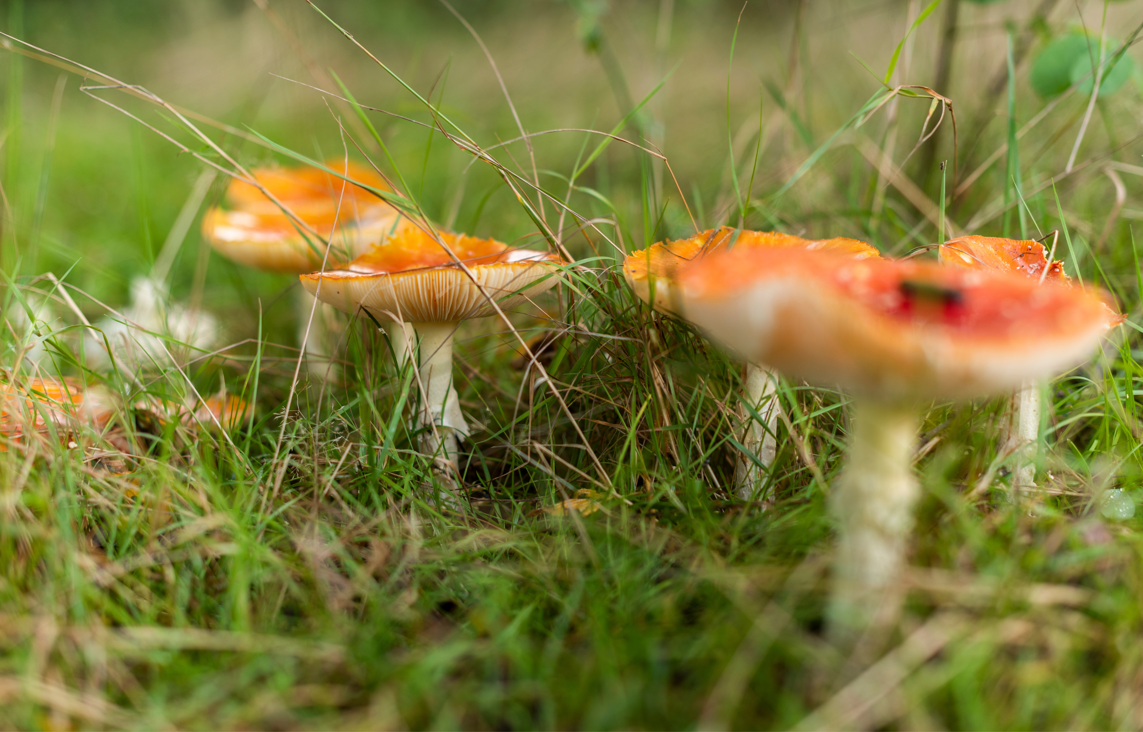 Rode paddenstoelen met witte stelen in graslandomgeving, gefotografeerd vanaf grondniveau.