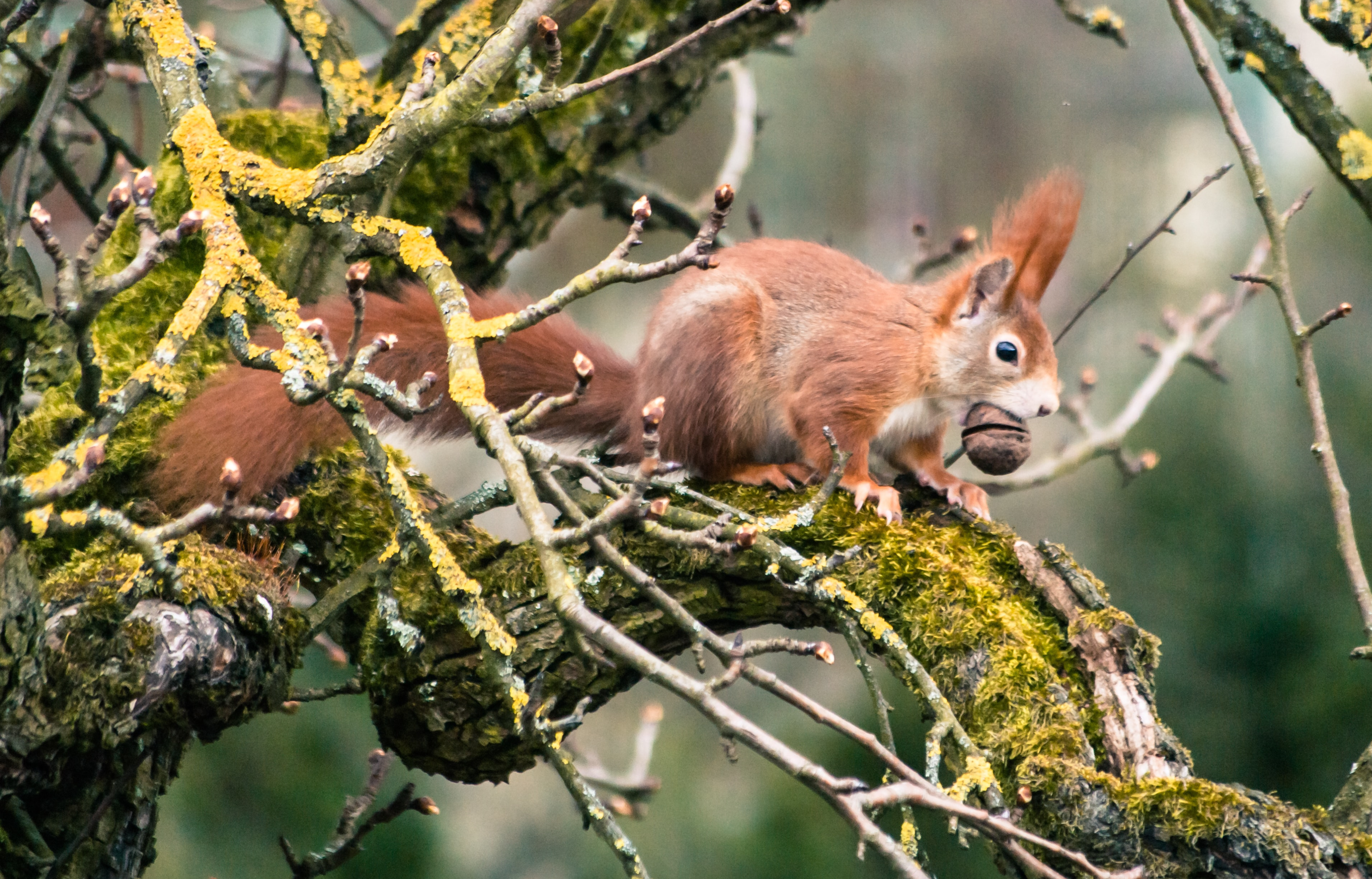 Eekhoorn op een met mos bedekte tak met een noot in zijn bek.