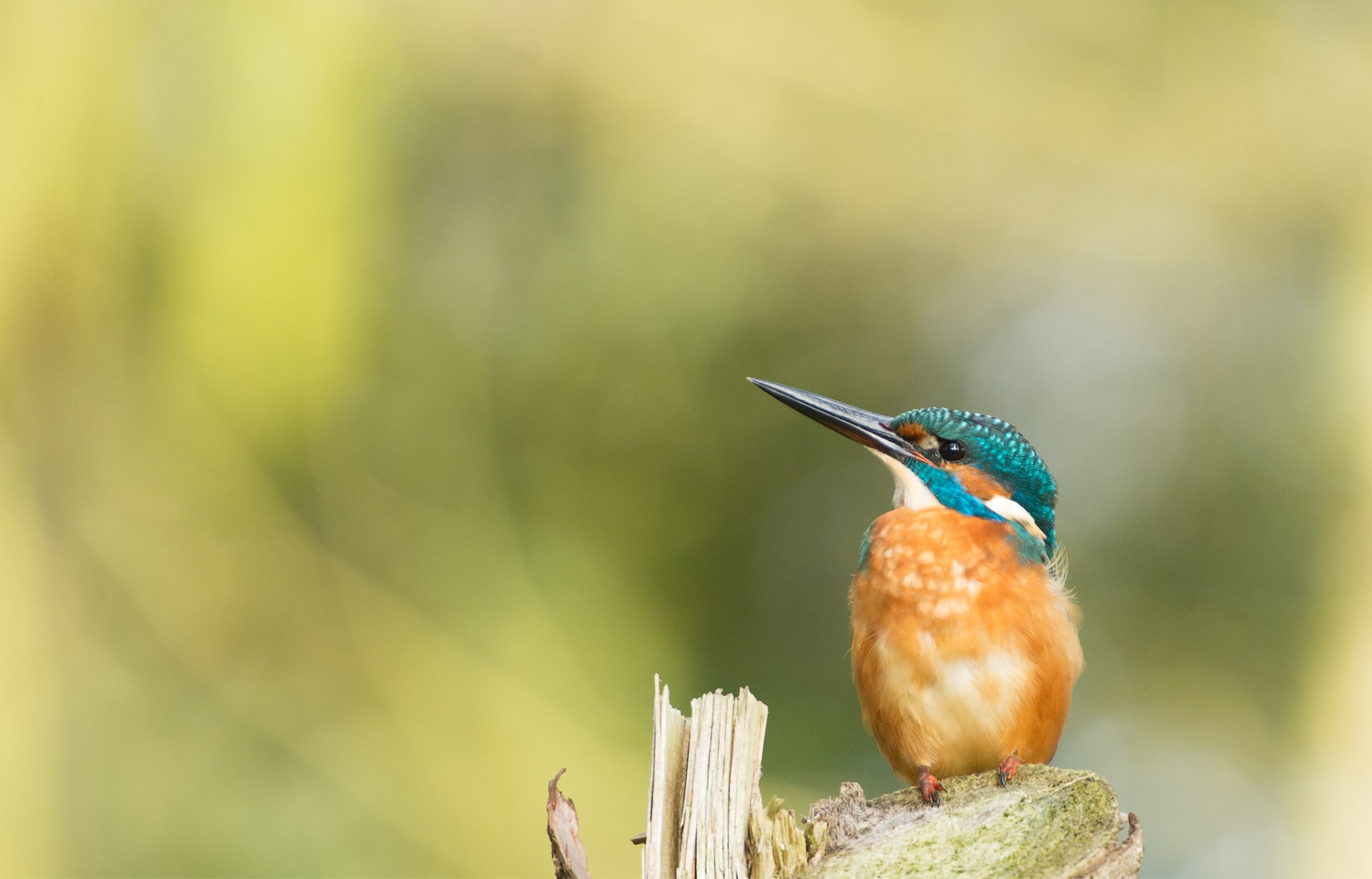 IJsvogel met helderblauw en oranje verenkleed zit op een tak tegen een groene, wazige achtergrond.