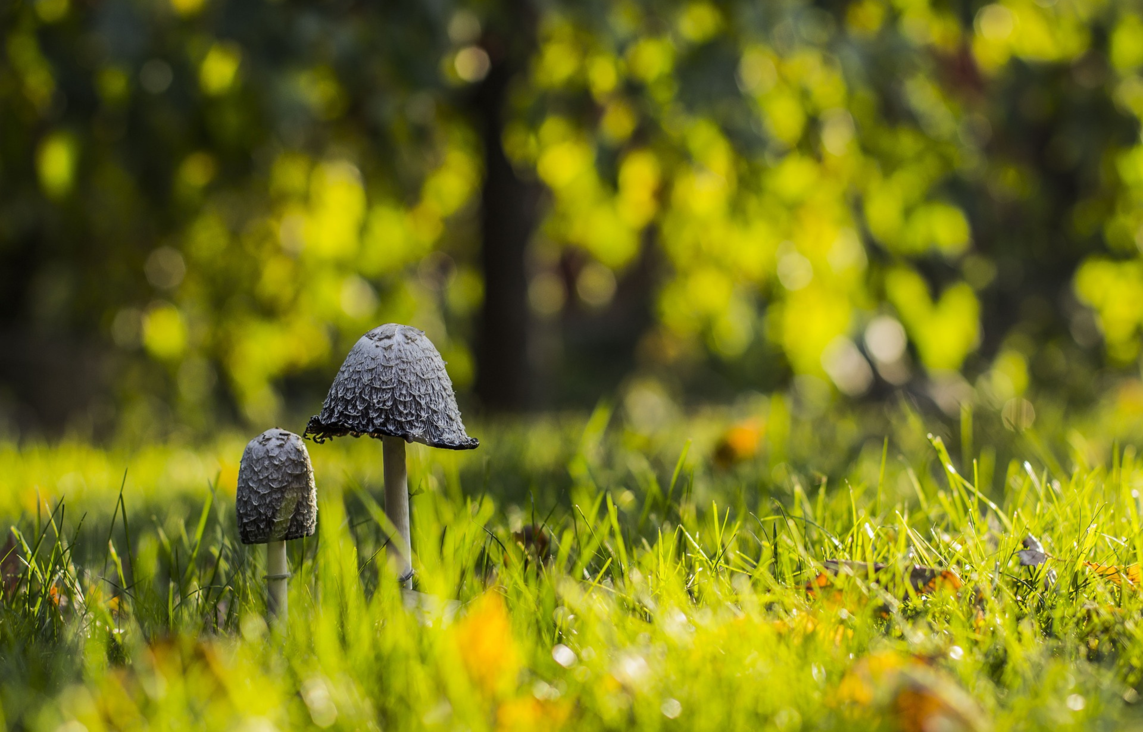 Twee paddenstoelen in ochtendlicht op grasveld met vervaagde groene achtergrond.