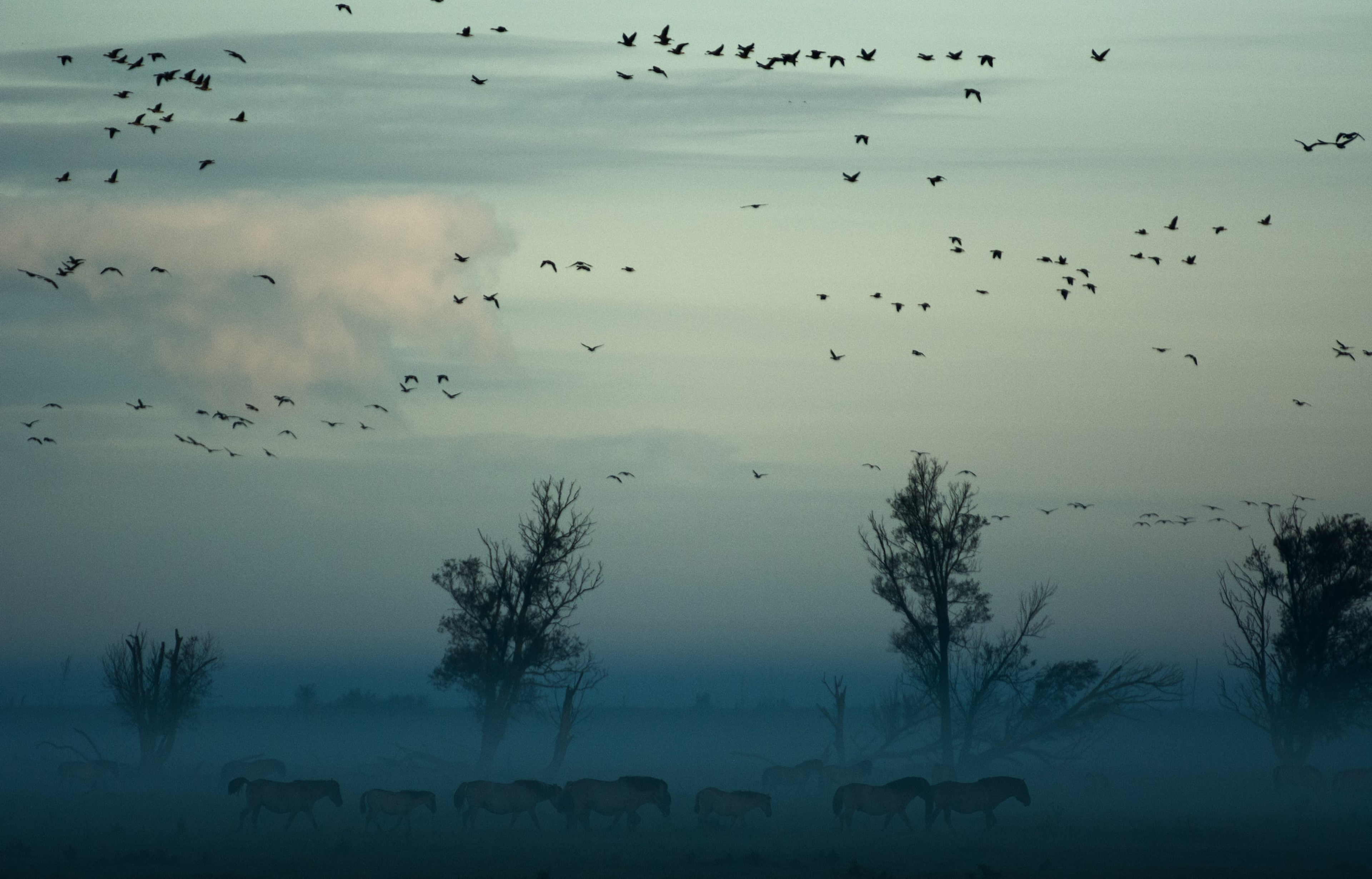 Vluchttrek van vogels boven grazende paarden in mistig landschap met silhouetten van kale bomen.