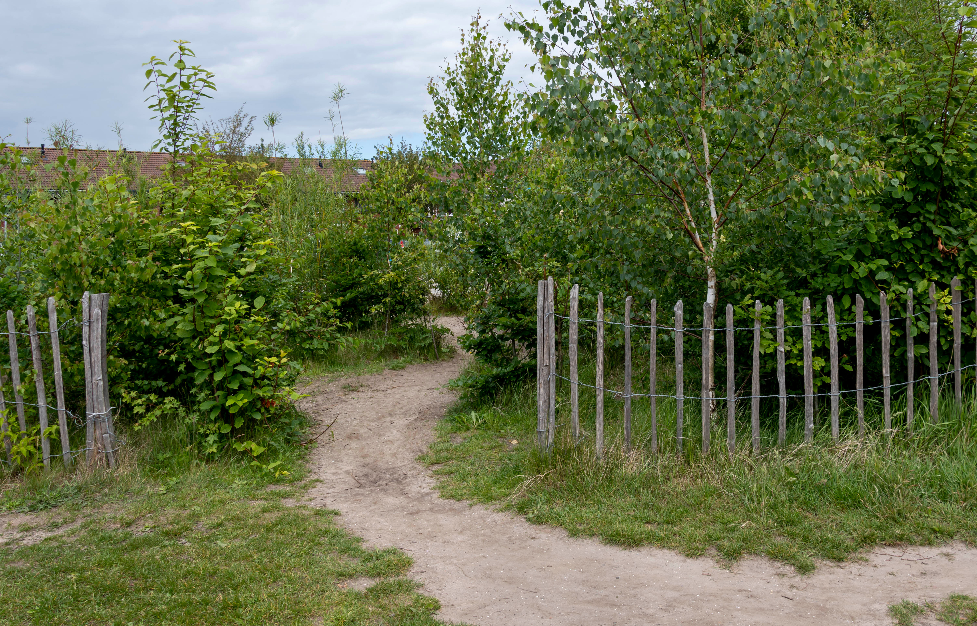 Een smal bospad met houten hekjes, omgeven door dichte groene struiken en bomen.