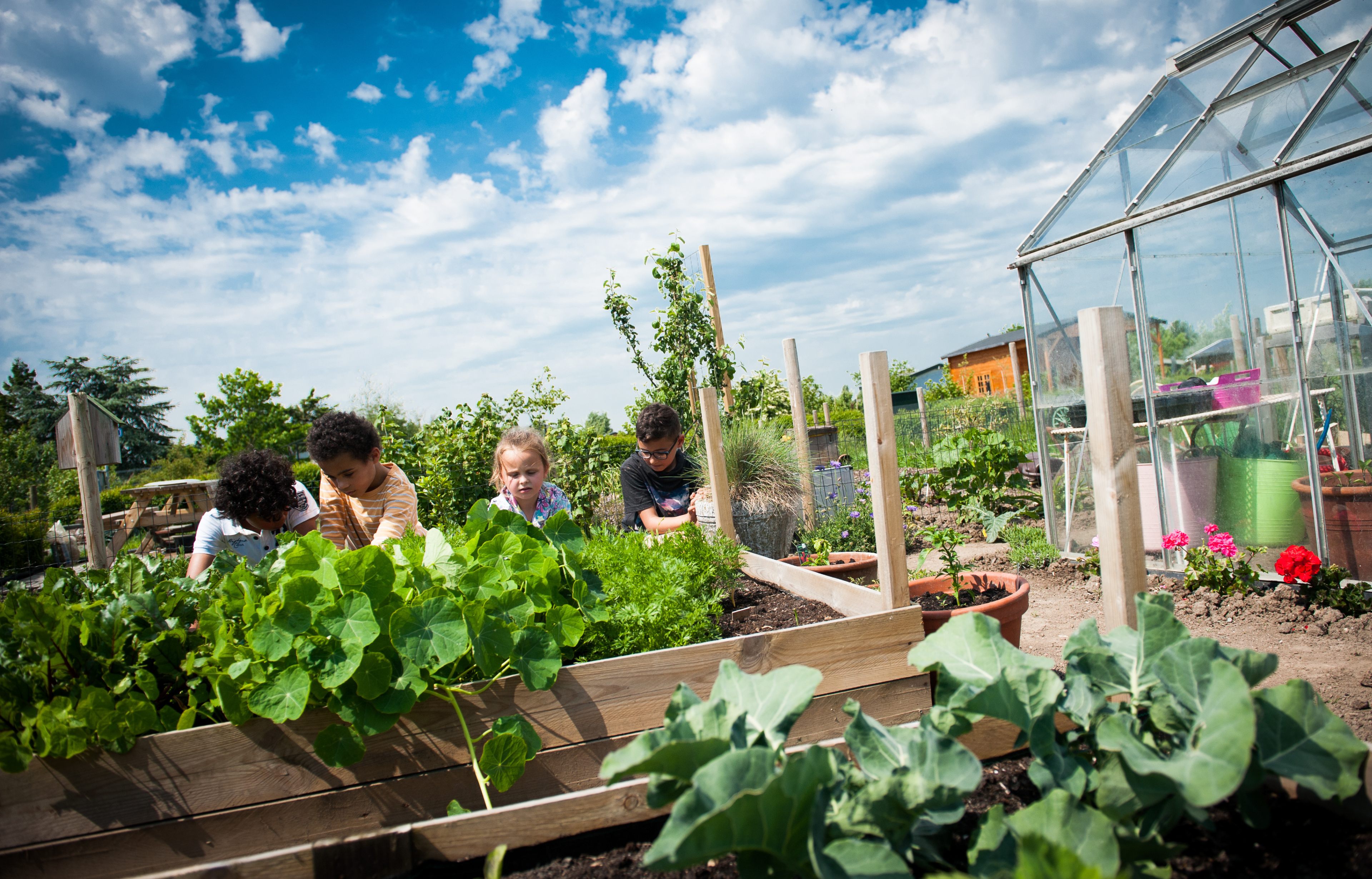 Kinderen werken in een moestuin naast een kas bij zonnig weer.