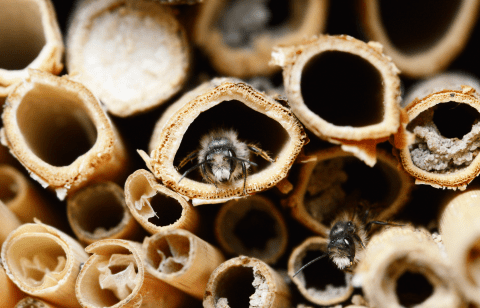 Bijen in bamboe nestkokers van dichtbij.