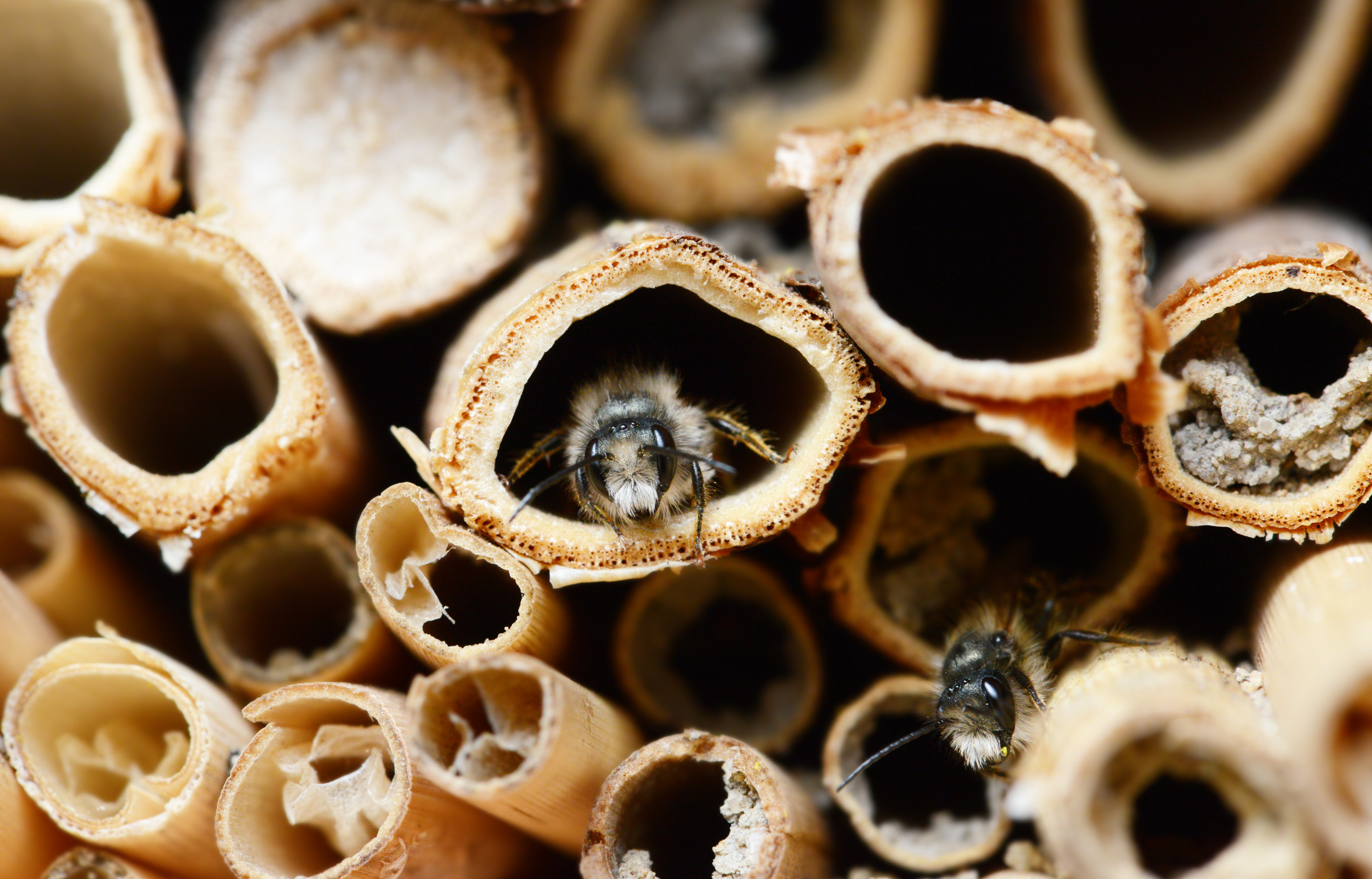 Bijen in bamboe nestkokers van dichtbij.