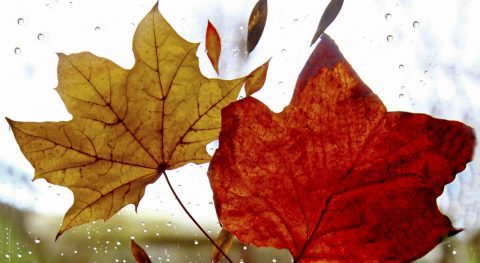 Twee herfstbladeren, geel en rood, tegen regendruppels op een glas achtergrond.