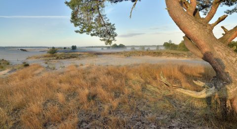 landschap natuur
