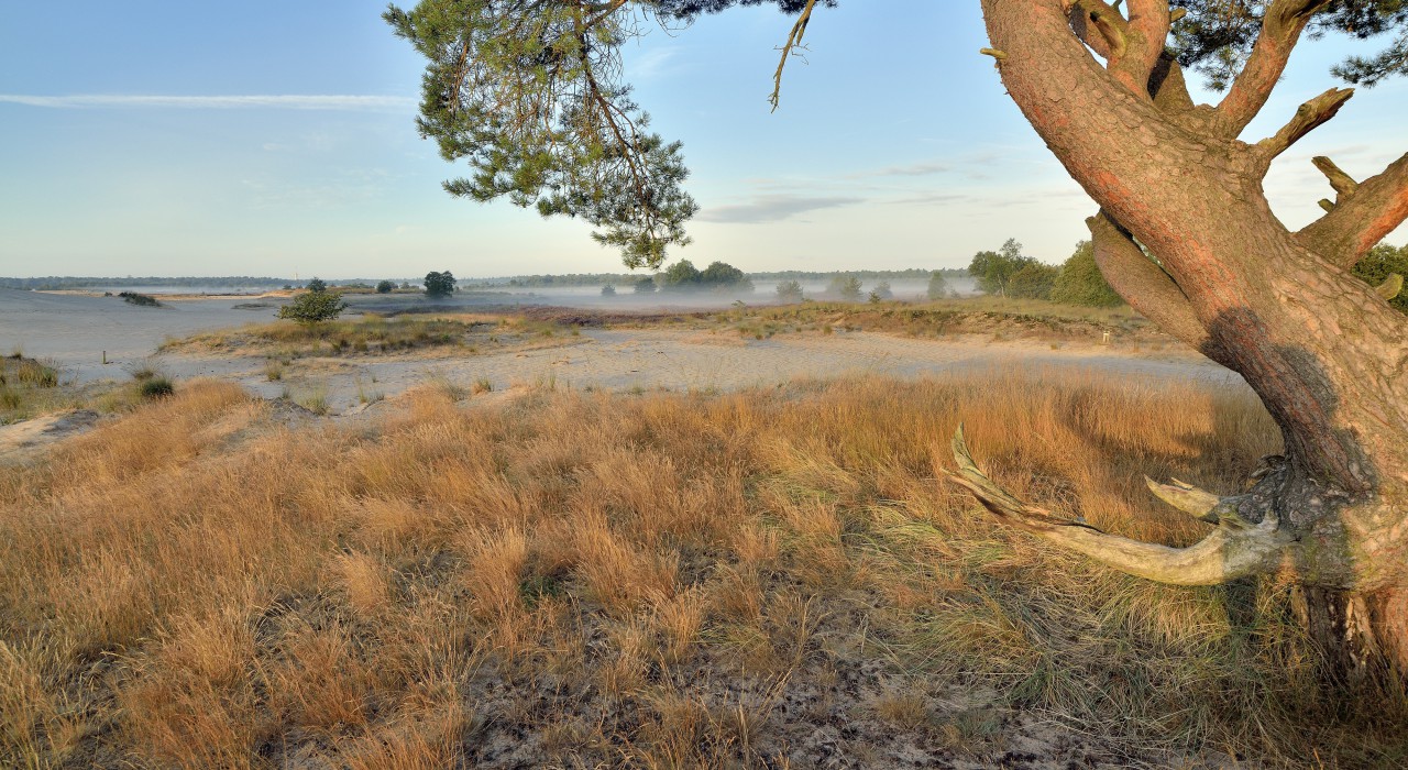 landschap natuur